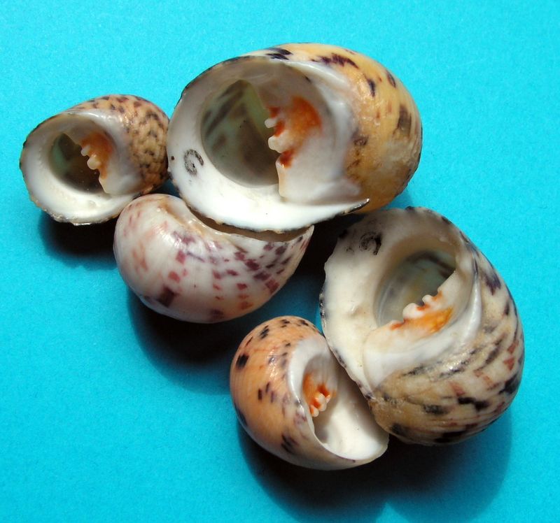 Nerita peloronta - Linnaeus, 1758 Neripelo16