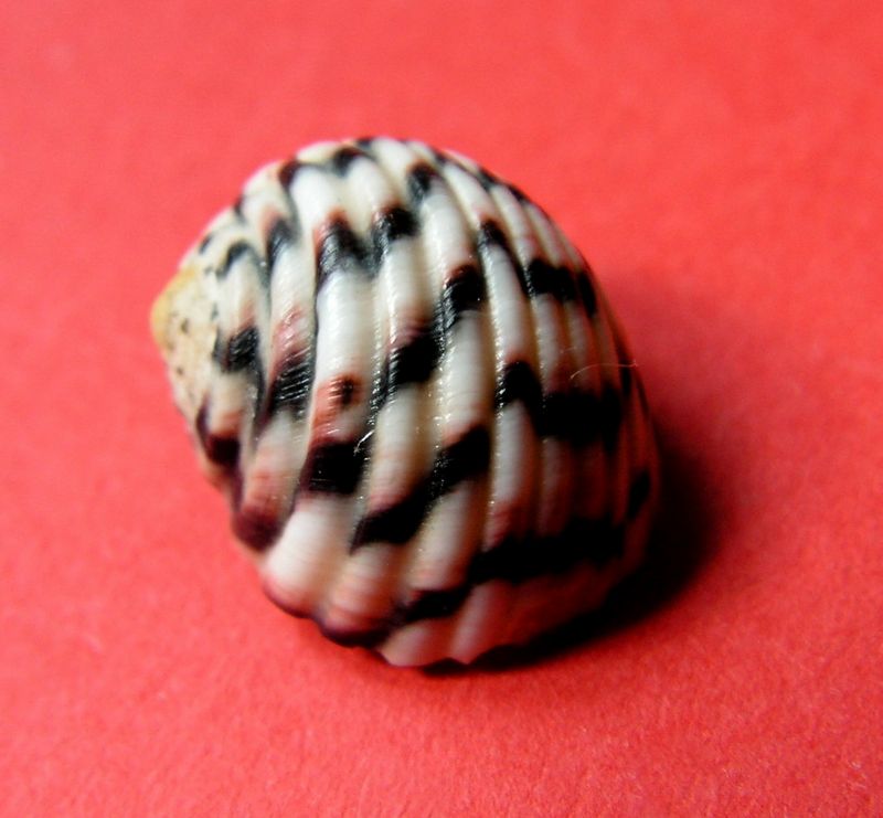Nerita versicolor - Gmelin, 1791 Nerivers10