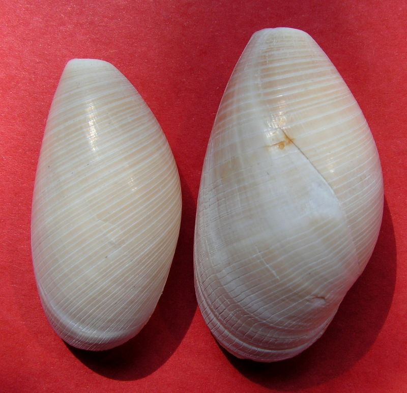 Scaphandridae - Scaphander lignarius - (Linnaeus, 1758) Scaplign10