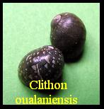 Clithon oualaniensis