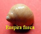 Euspira fusca, Blainville 1825