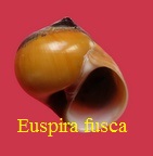 Euspira fusca, Blainville 1825