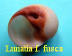 Lunatia cf. fusca, Blainville 1825