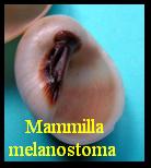 Mammilla melanostoma