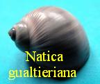 Natica gualtieriana, Recluz 1844