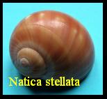 Natica stellata