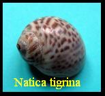 Natica tigrina