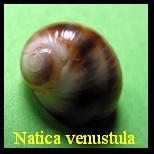 Natica venustula