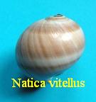 Natica vitellus, Linné 1758