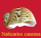 Naticarius canrena, Linne 1758