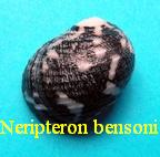 Neripteron bensoni, Recluz 1850