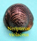 Neripteron violaceus