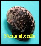 Nerita albicilla