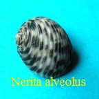 Nerita alveolus, Hombron & Jaquinot 1854