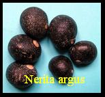 Nerita argus