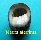 Nerita aterrima, Gmelin 1791