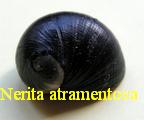 Nerita atramentosa, Reeve 1855