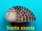 Nerita exuvia, Linné 1758