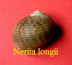 Nerita longii, Recluz 1842