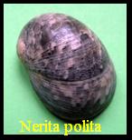 Nerita polita