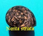Nerita striata, Burrow 1815