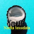 Nerita tessellata, Gmelin 1791