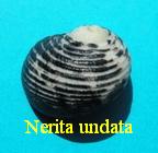 Nerita undata, Linné 1758 