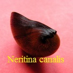 Neritina canalis, Sowerby 1825