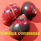 Neritina communis, Quoy & Gaimard 1832