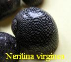 Vitta virginea (Linné 1758)