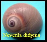 Neverita didyma