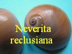 Neverita reclusiana, Deshayes 1839