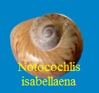 Notocochlis isabelleana, d' Orbigny 1840