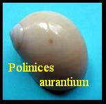 Polinices aurantium