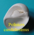 Polinices candidissimus, Le Guillou 1842