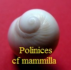 Polinices cf mammilla