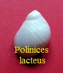 Polinices cf lacteus, Guilding 1834