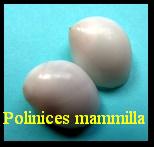 Polinices mammilla
