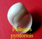 Polinices pyriformis, Recluz 1844