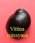 Vittina roissyana, Recluz 1841
