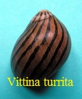 Vittina turrita, Gmelin 1791
