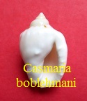 Casmaria boblehmani, Fedosov, Olivera, Watkins & Barkalova 2014