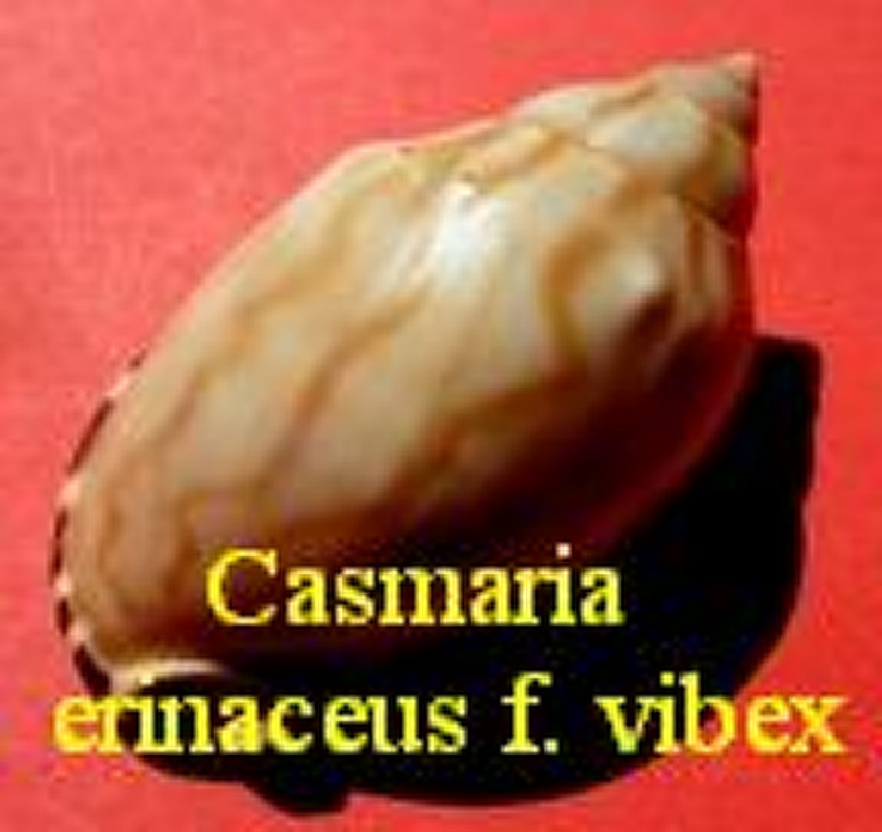 Casmaria erinaceus f. vibex, Linné 1758