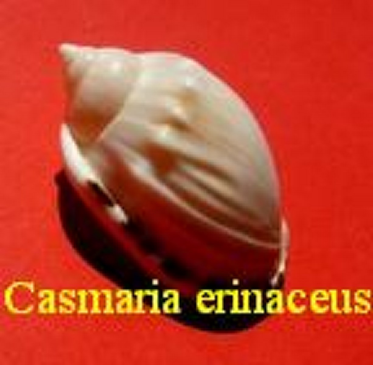 Casmaria erinaceus erinaceus, Linné 1758