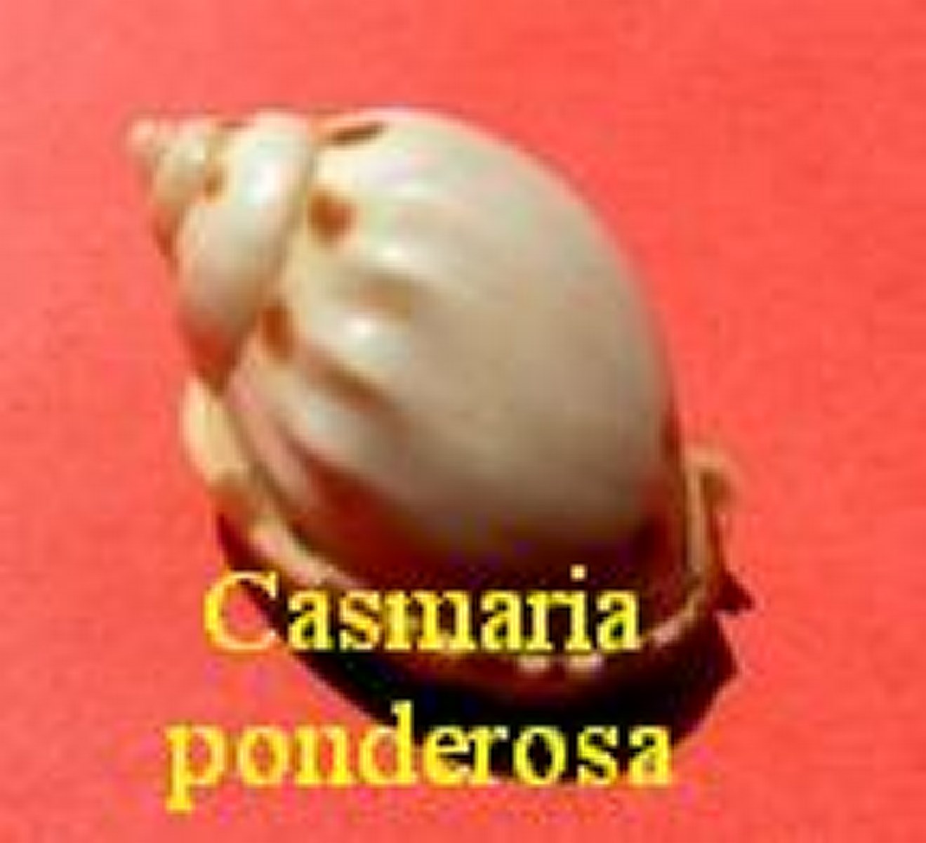 Casmaria ponderosa ponderosa, Gmelin 1791