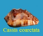 Cassis coarctata, Sowerby 1825