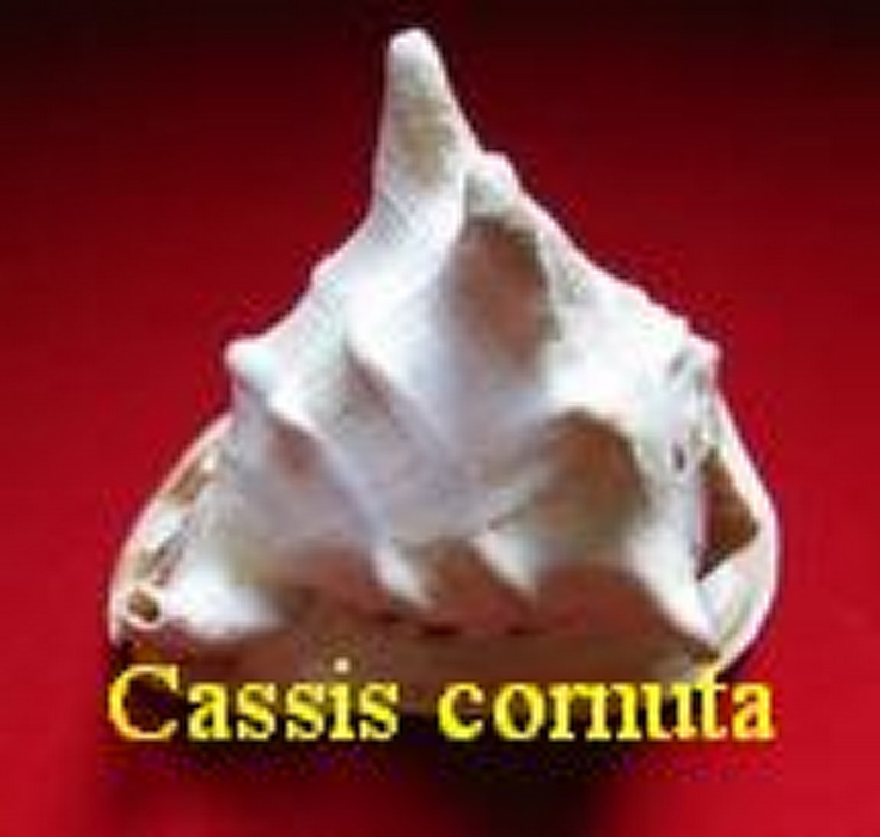 Cassis cornuta, Linné 1758