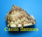 Cassis flammea, L. 1758