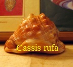 Cassis rufa, L. 1758