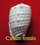 Cassis tenuis, Wood 1828